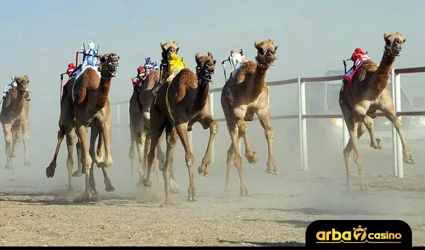 أنواع مراهنات سباقات الهجن اون لاين