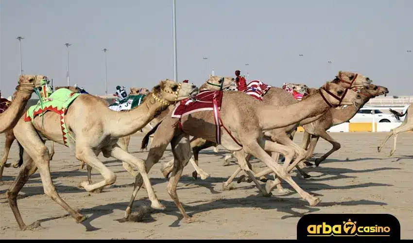 مراهنات سباق الهجن اون لاين